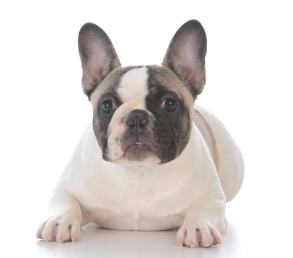 Chiot bulldog français femelle — Photo