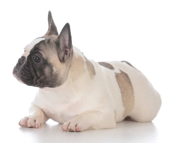 Vrouwelijke Franse bulldog pup — Stockfoto