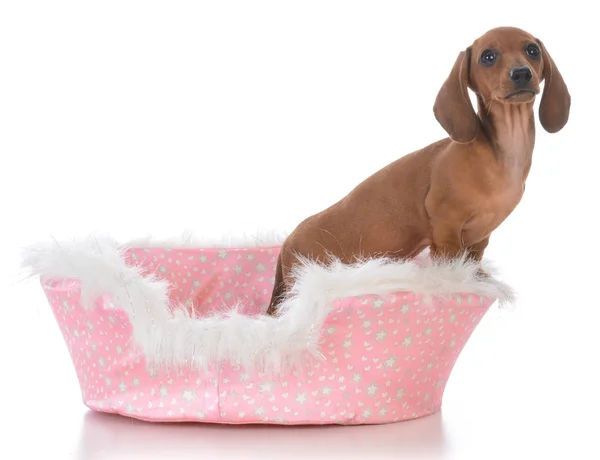 Cucciolo in un lettino per cani — Foto Stock