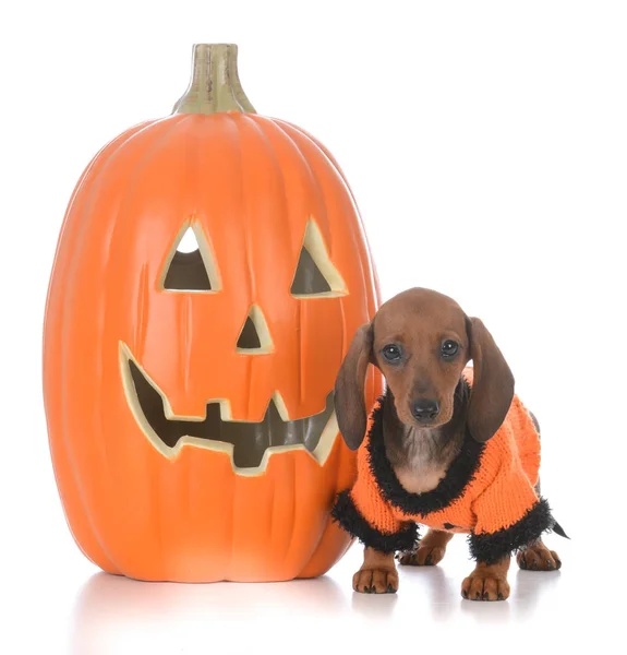 Štěně jezevčík na halloween — Stock fotografie