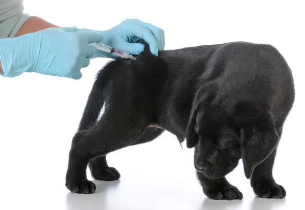 Puppy getting vaccinated — Stock Photo, Image