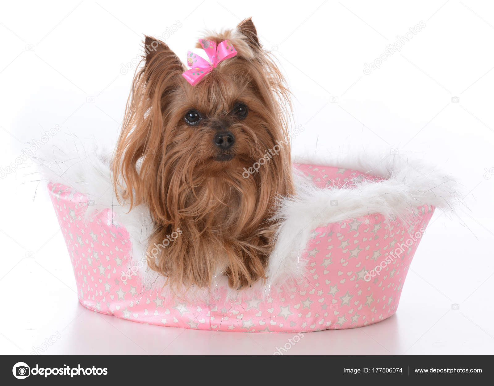 Pictures Teacup Yorkie Haircuts Yorkshire Terrier Female