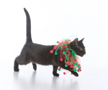 zwarte christmas kitten