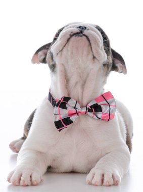 çok güzel erkek köpek yavrusu