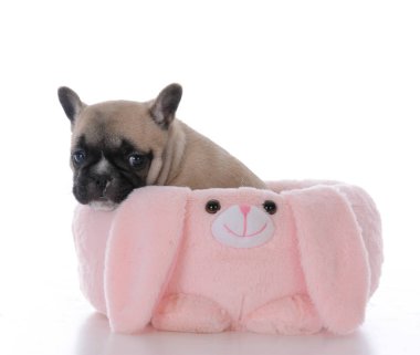 Fransız bulldog köpeği.