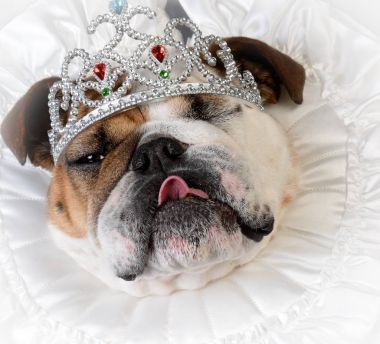 şımarık dişi köpek