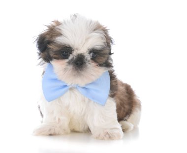 erkek shih tzu puppy
