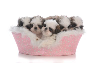 çöp beş shih tzu yavrusu