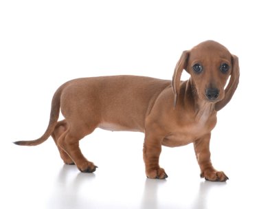 çok güzel dişi dachshund köpek yavrusu