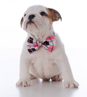 sevimli erkek köpek