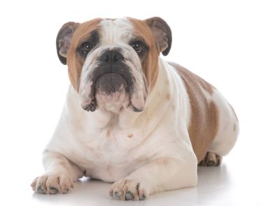 köpek komik ifade ile