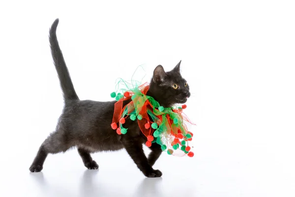 Christmas kitten — Stockfoto