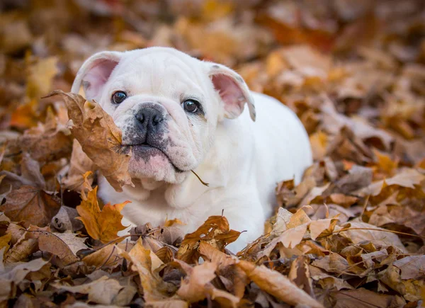 Sonbaharda dışında oynarken köpek yavrusu — Stok fotoğraf