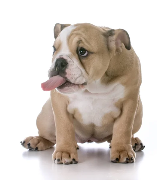 Schattig bulldog pup — Stockfoto