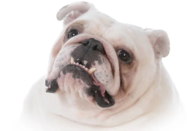 Perro con lengua fuera jadeando —  Fotos de Stock