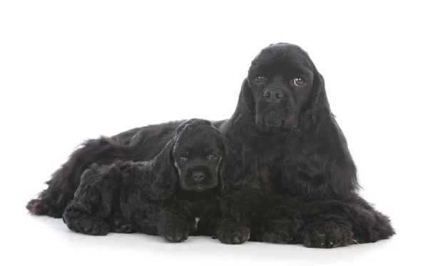 Mãe e filha cães — Fotografia de Stock