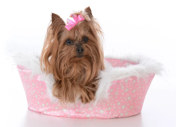 Yorkshire terrier kobiet w pewien pies łóżko — Zdjęcie stockowe