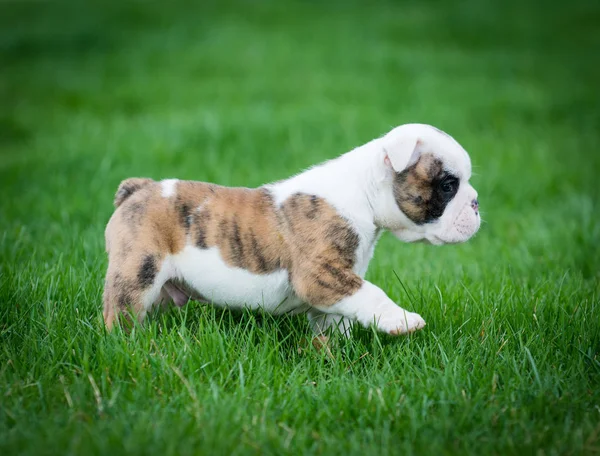 Jonge pup buiten in het gras — Stockfoto