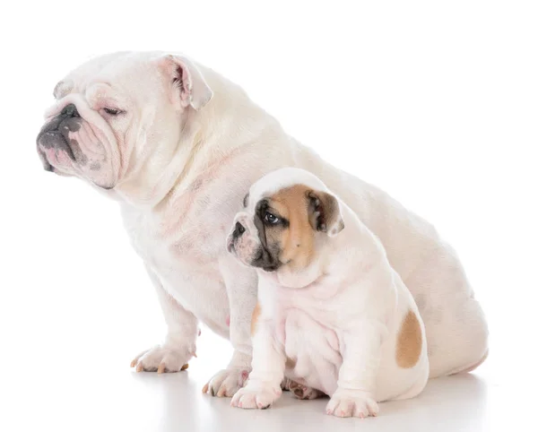 Moeder en zoon honden — Stockfoto