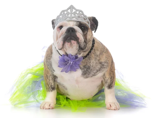 Cão mimado usando tiara — Fotografia de Stock