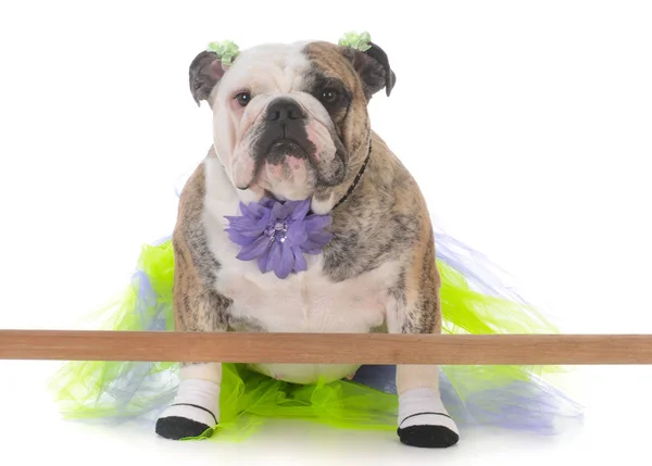 Dog doing ballet — Stock Photo, Image