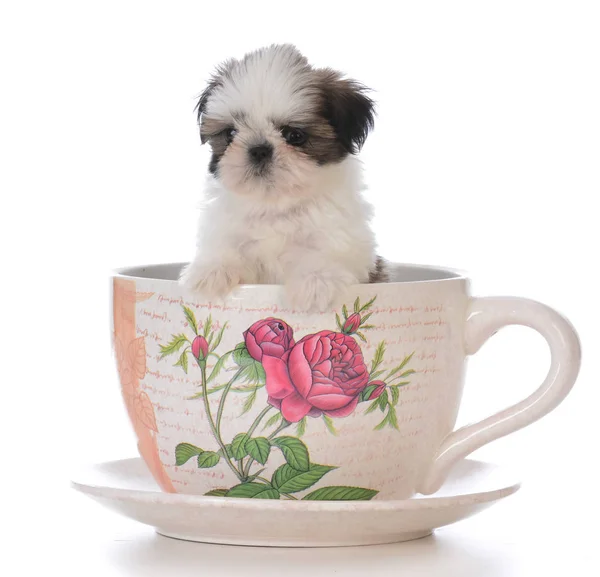 Adorable shih tzu cachorro en un té taza — Foto de Stock