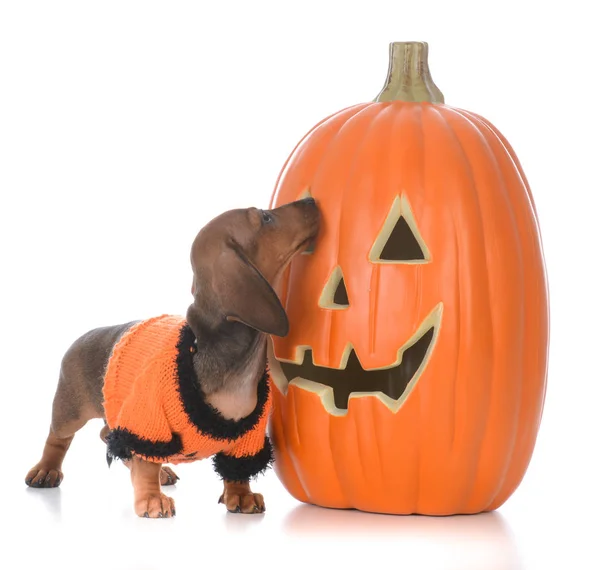Teckel puppy op halloween — Stockfoto