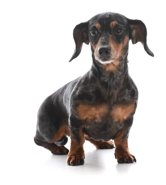 Miniature dachshund sitting — Stock Photo, Image