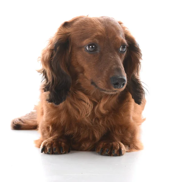 Dachshund miniatura que estabelece — Fotografia de Stock