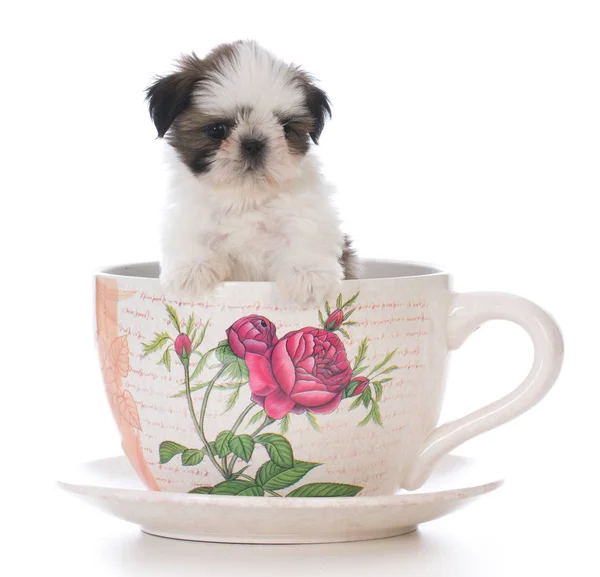 Entzückender Shih Tzu Welpe in einer Teetasse — Stockfoto