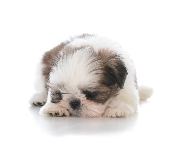 Cute puppy laying down sulking — Stock Photo, Image