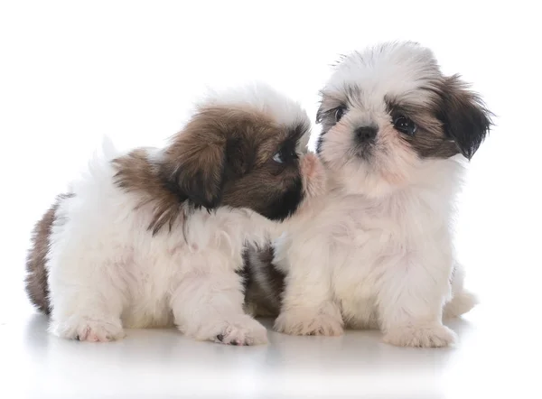 Two shih tzu puppy litter mates — Stock Photo, Image