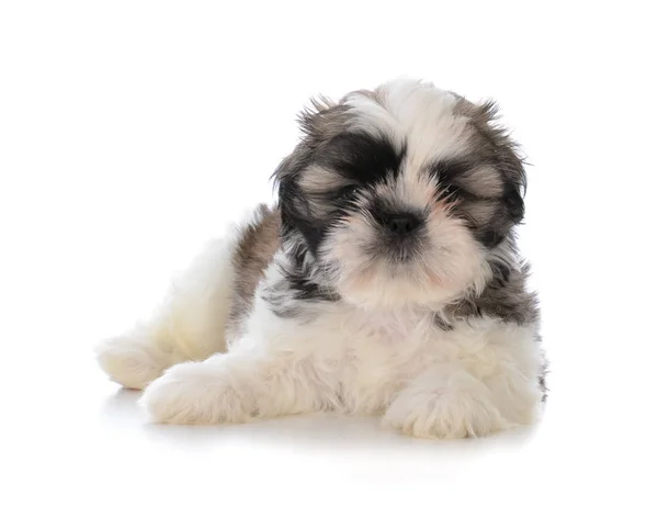 Schattige mannelijke shih tzu puppy zit — Stockfoto