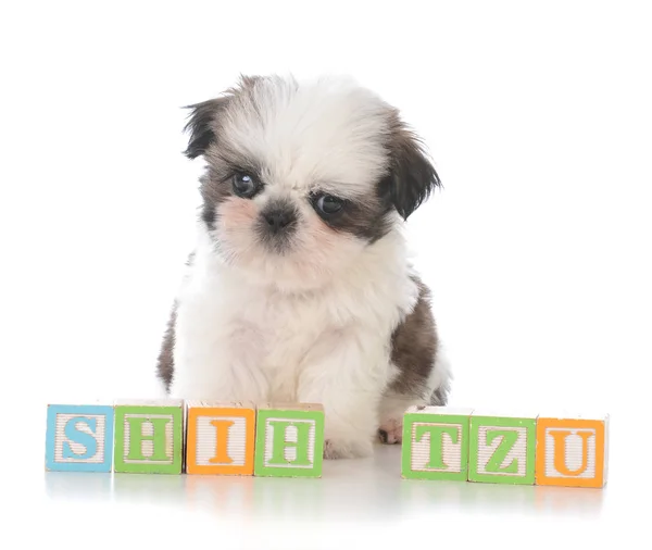 Cute shih tzu puppy with block letters — Stock Photo, Image