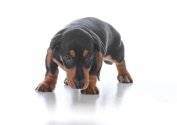 Shy dog moving in for a look — Stock Photo, Image