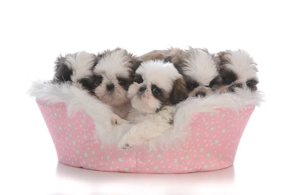 Kull på fem shih tzu valpar — Stockfoto