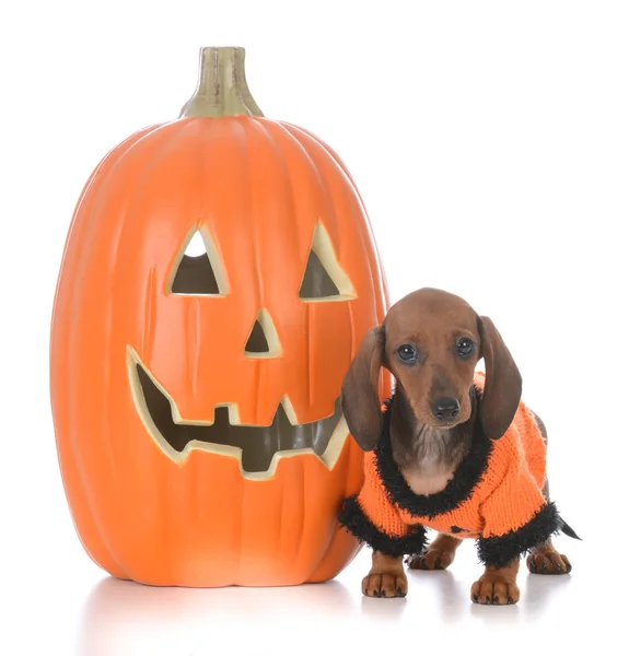 Teckel puppy op halloween — Stockfoto