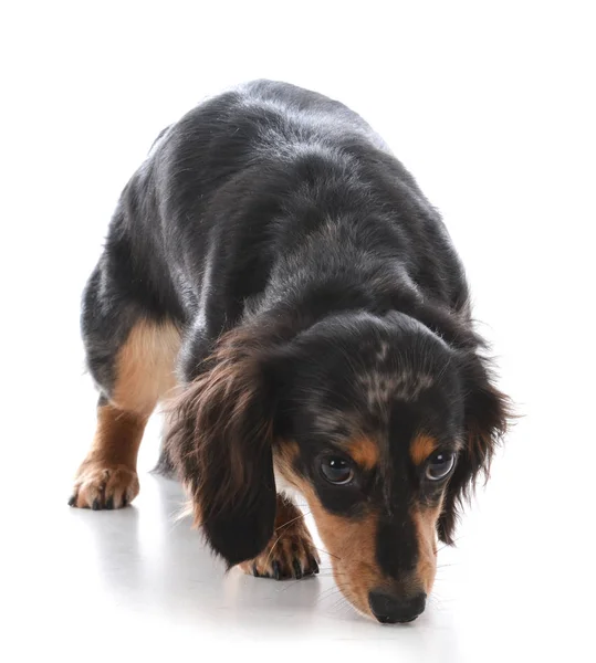 Zwergdackel schnüffelt am Boden — Stockfoto