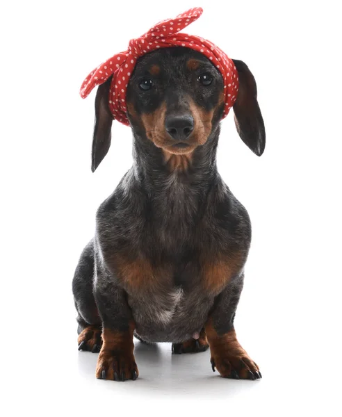 Female miniature dachshund — Stock Photo, Image