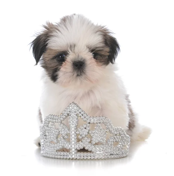 Female shih tzu puppy sitting inside tiara — Stock Photo, Image