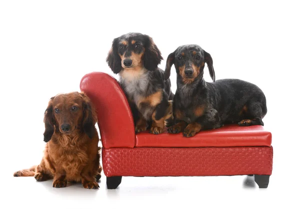 Three dachshunds on a couch — Stock Photo, Image