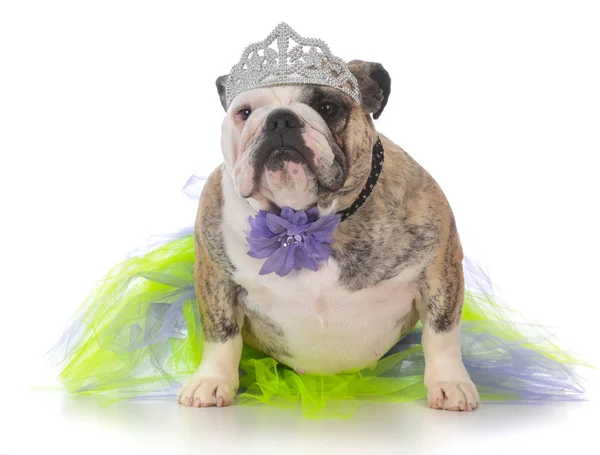 Zepsuty pies noszenie tiara — Zdjęcie stockowe