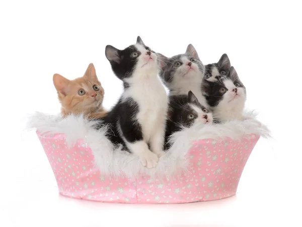 Σκουπίδια πέντε γατάκια σε ένα κρεβάτι — Φωτογραφία Αρχείου
