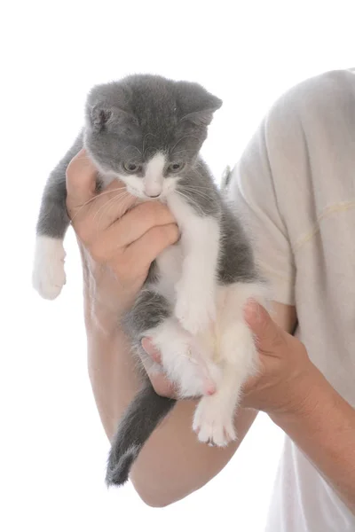 Rescue kitten with three legs — Stock Photo, Image