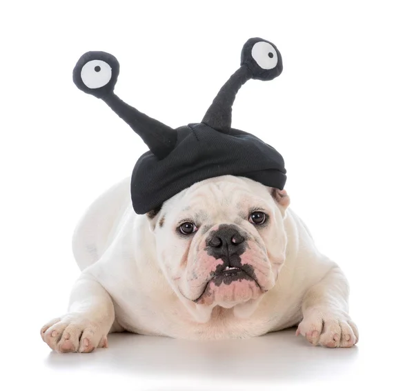 Macho bulldog usando tonto sombrero con ojos —  Fotos de Stock