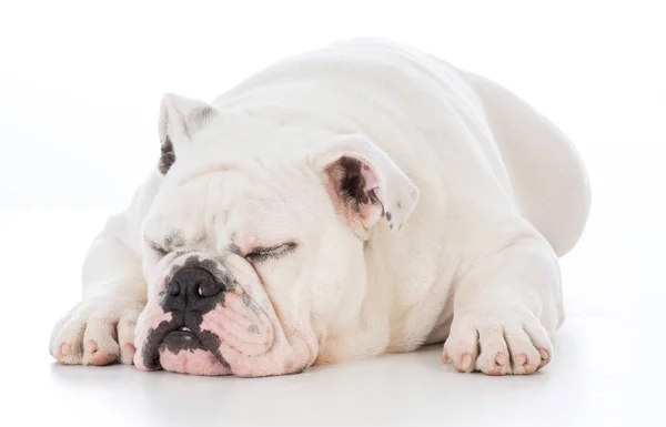 Male bulldog laying down — Stock Photo, Image