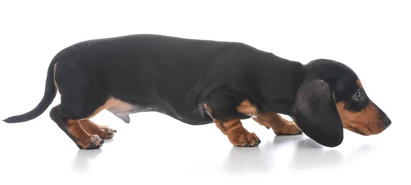 Utangaç köpek bir görünüm için hareketli — Stok fotoğraf