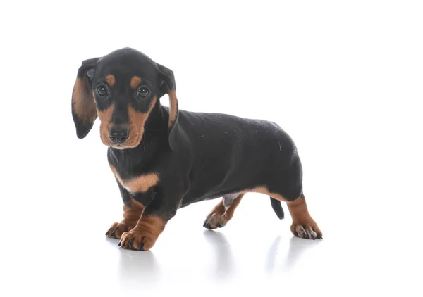 Adorável macho dachshund cachorro — Fotografia de Stock