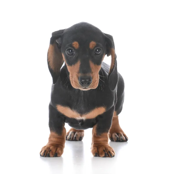 Schattig mannelijke teckel pup — Stockfoto