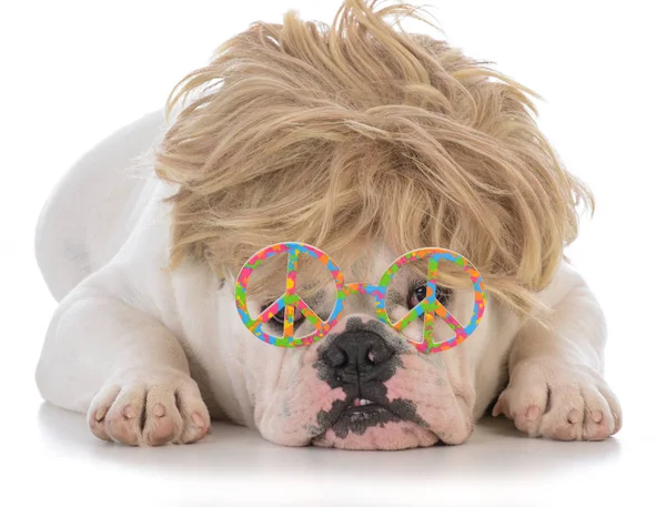 Mâle bulldog portant perruque et lunettes de paix — Photo